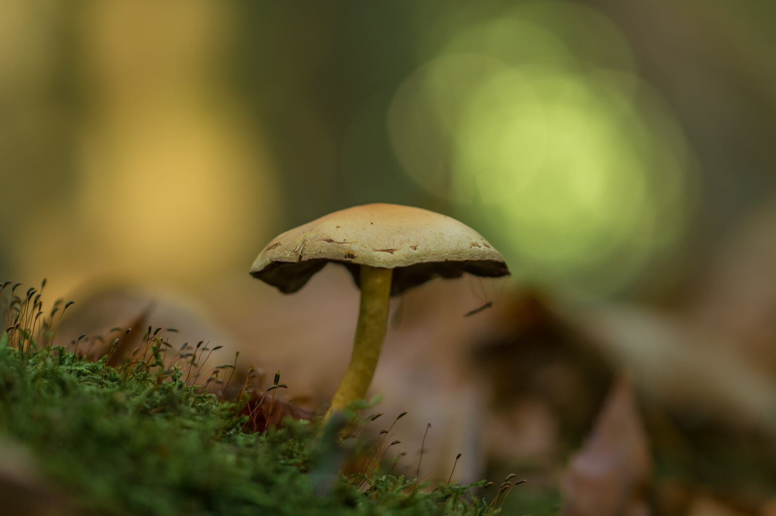 Sony SLT-A58 + 105mm F2.8 sample photo. Mushroom, autumn, nature photography