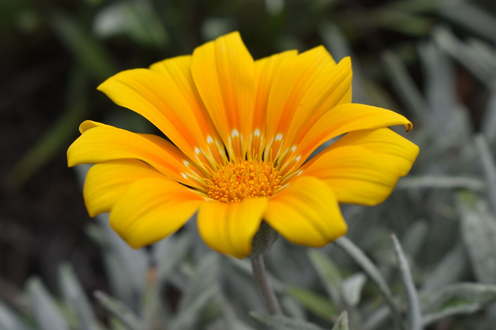 Nikon D3400 sample photo. Nature, plant, flower photography