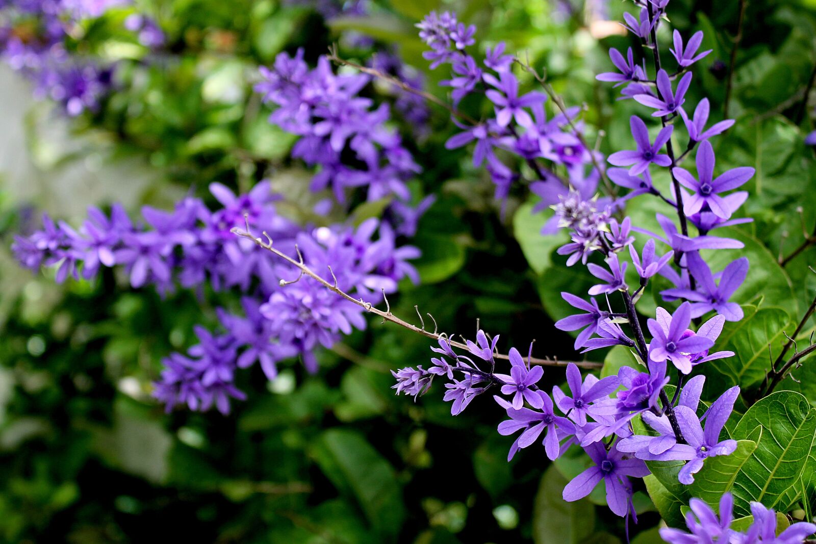 Canon EOS 1100D (EOS Rebel T3 / EOS Kiss X50) sample photo. Violets, flowers, flower of photography