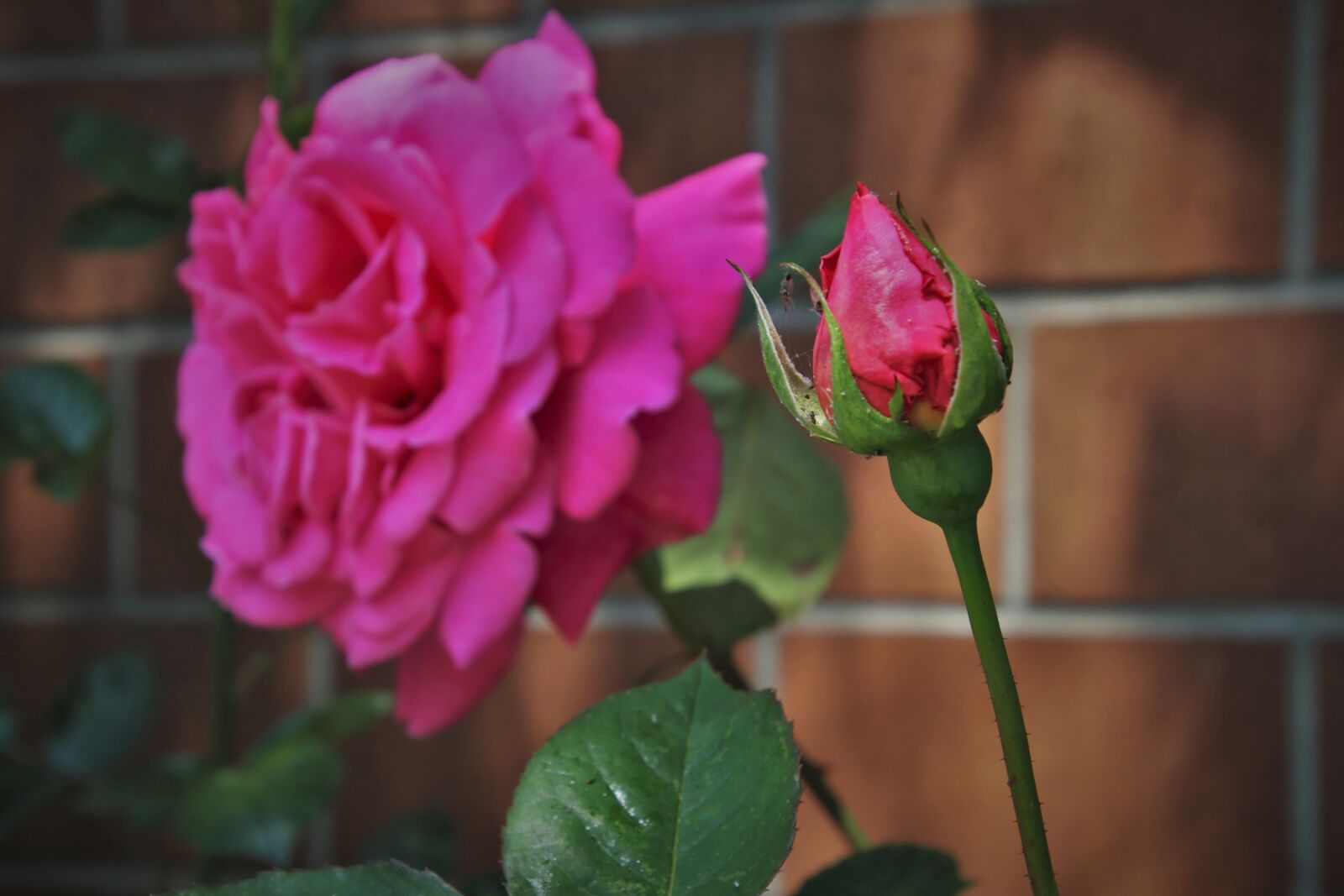 Canon EOS 80D sample photo. Pink rose, petals, garden photography