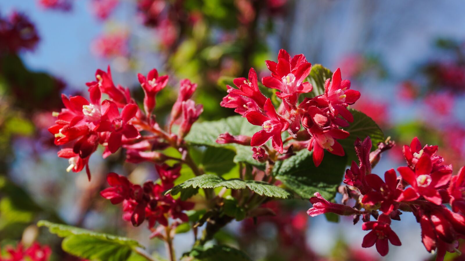 Sony a6000 sample photo. Nature, flowers, alnarp photography