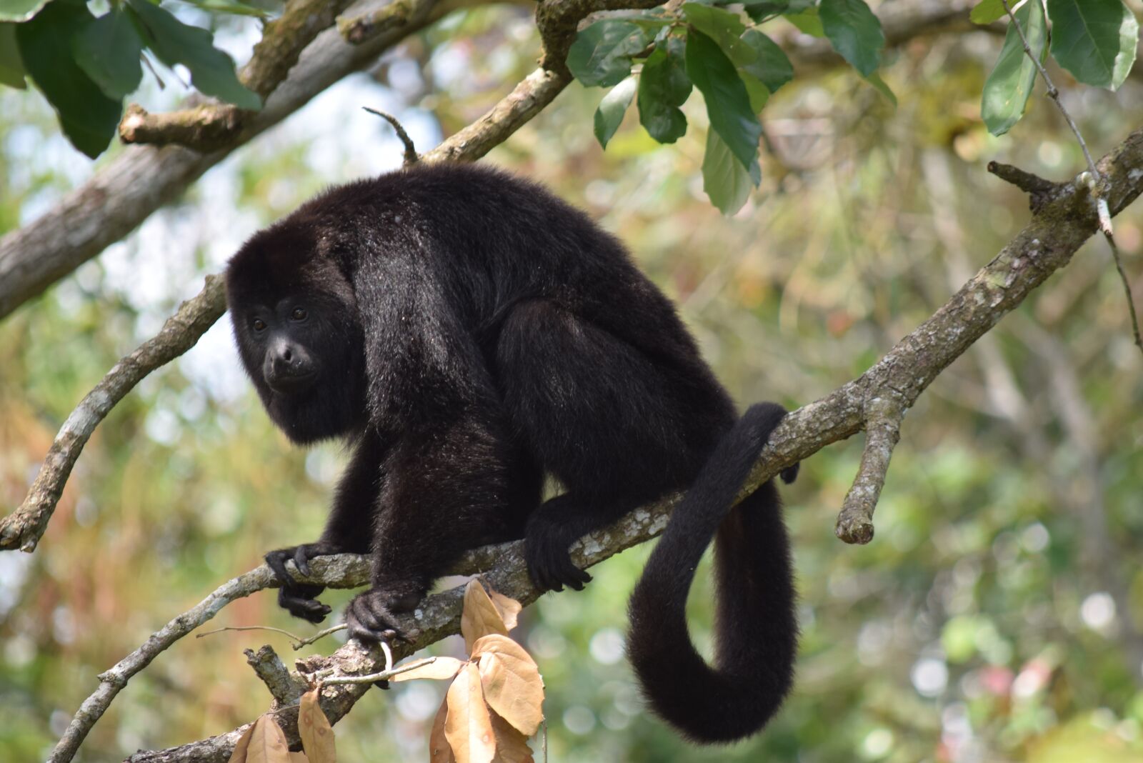 Nikon D3300 sample photo. Belize, spider monkey, monkey photography