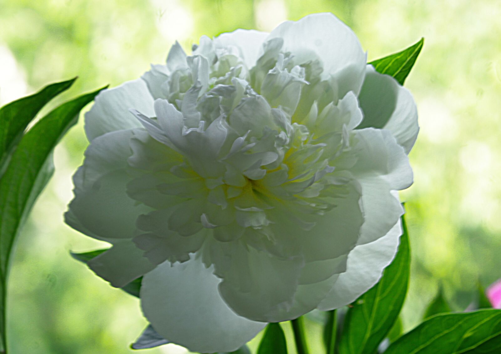 Canon EOS 1200D (EOS Rebel T5 / EOS Kiss X70 / EOS Hi) + Canon EF-S 55-250mm F4-5.6 IS STM sample photo. Peony, white, flower photography