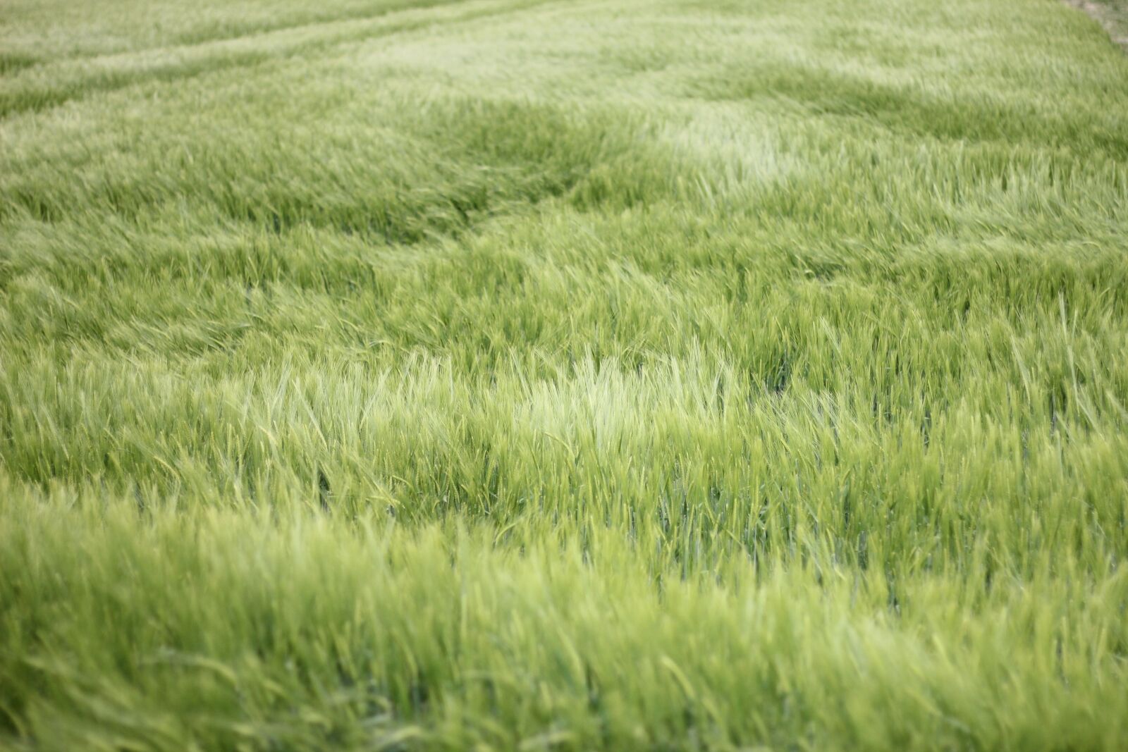 Canon EOS 550D (EOS Rebel T2i / EOS Kiss X4) sample photo. Field, cereals, agriculture photography