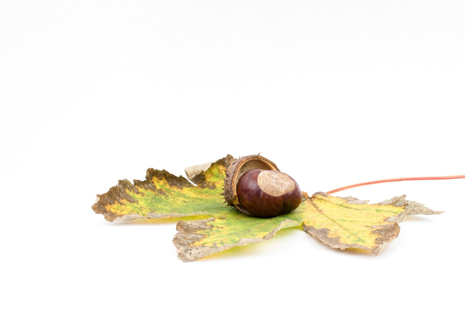 Canon EOS 80D sample photo. Chestnut, autumn, chestnut fruit photography