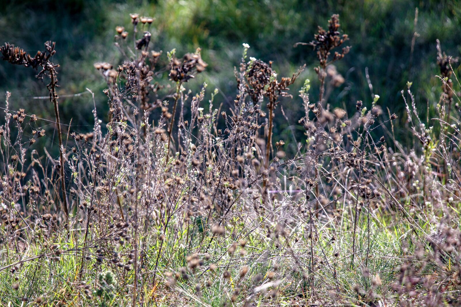 Canon EOS 7D sample photo. Nature, field, landscape photography