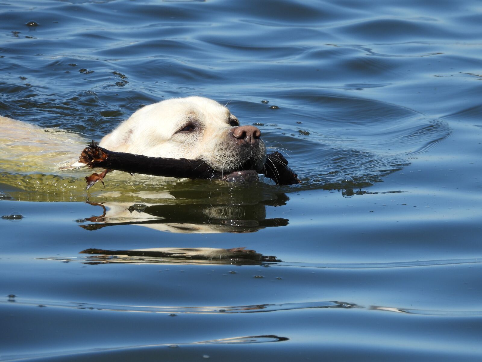 Nikon Coolpix P1000 sample photo. Dog, water, animal photography