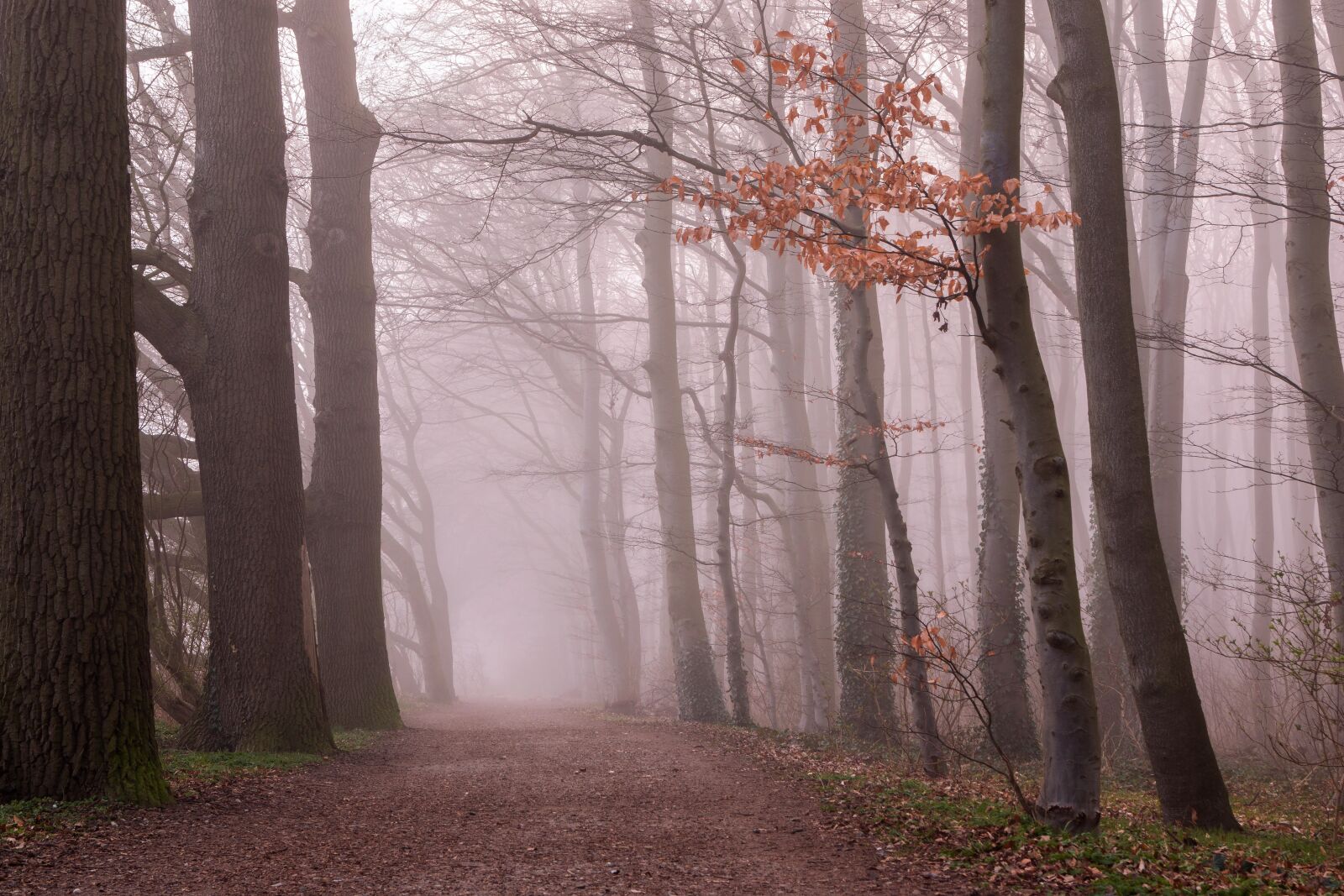 Sony SLT-A77 + Sony DT 18-55mm F3.5-5.6 SAM sample photo. Fog, forest, trees photography