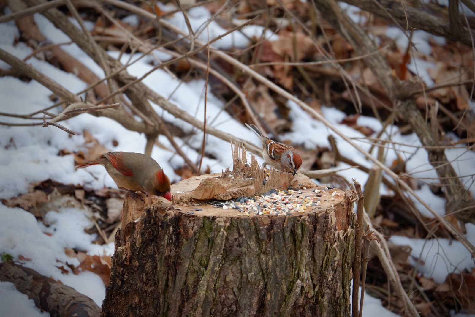 Fujifilm X-A5 sample photo. Nature, birds, snow photography