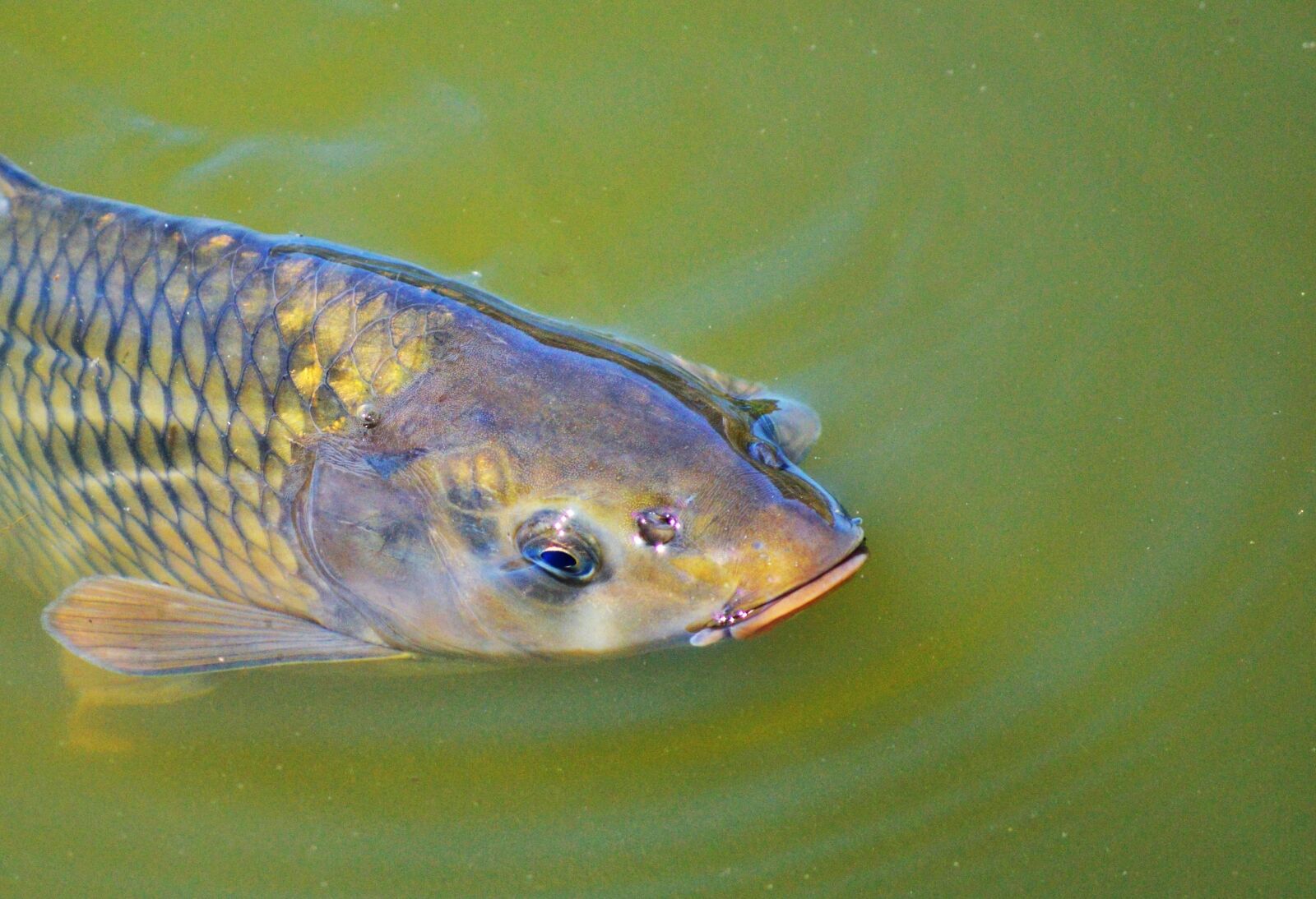 Nikon D3200 sample photo. Carp, fish, appear photography