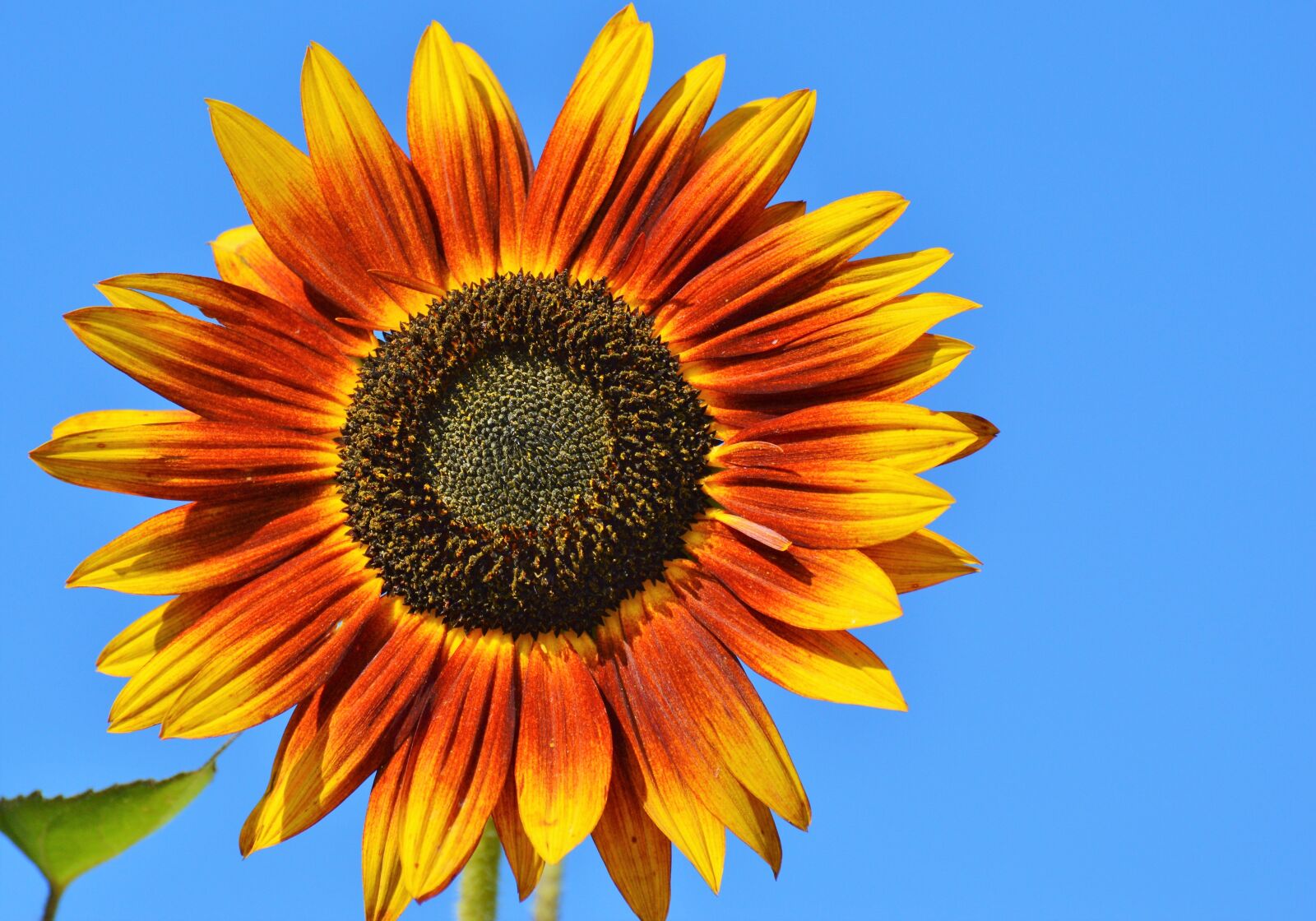 Nikon D3200 sample photo. Sunflower, flower, bloom photography