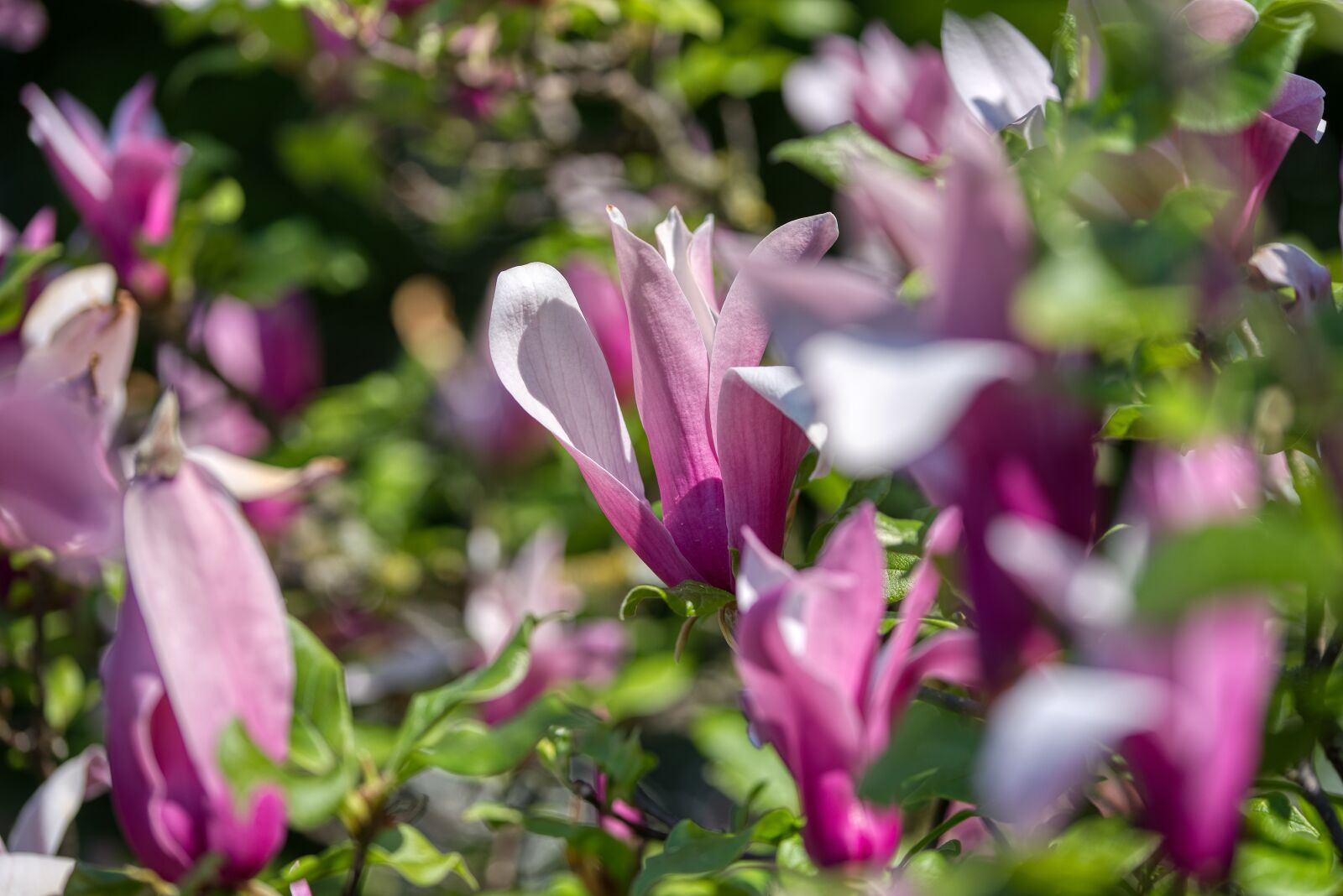 Nikon D750 sample photo. Yulania, magnoliaceae, purple magnolias photography