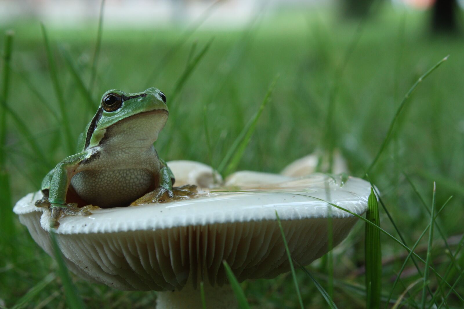 Canon EOS 450D (EOS Rebel XSi / EOS Kiss X2) sample photo. Green, frog, mushroom photography