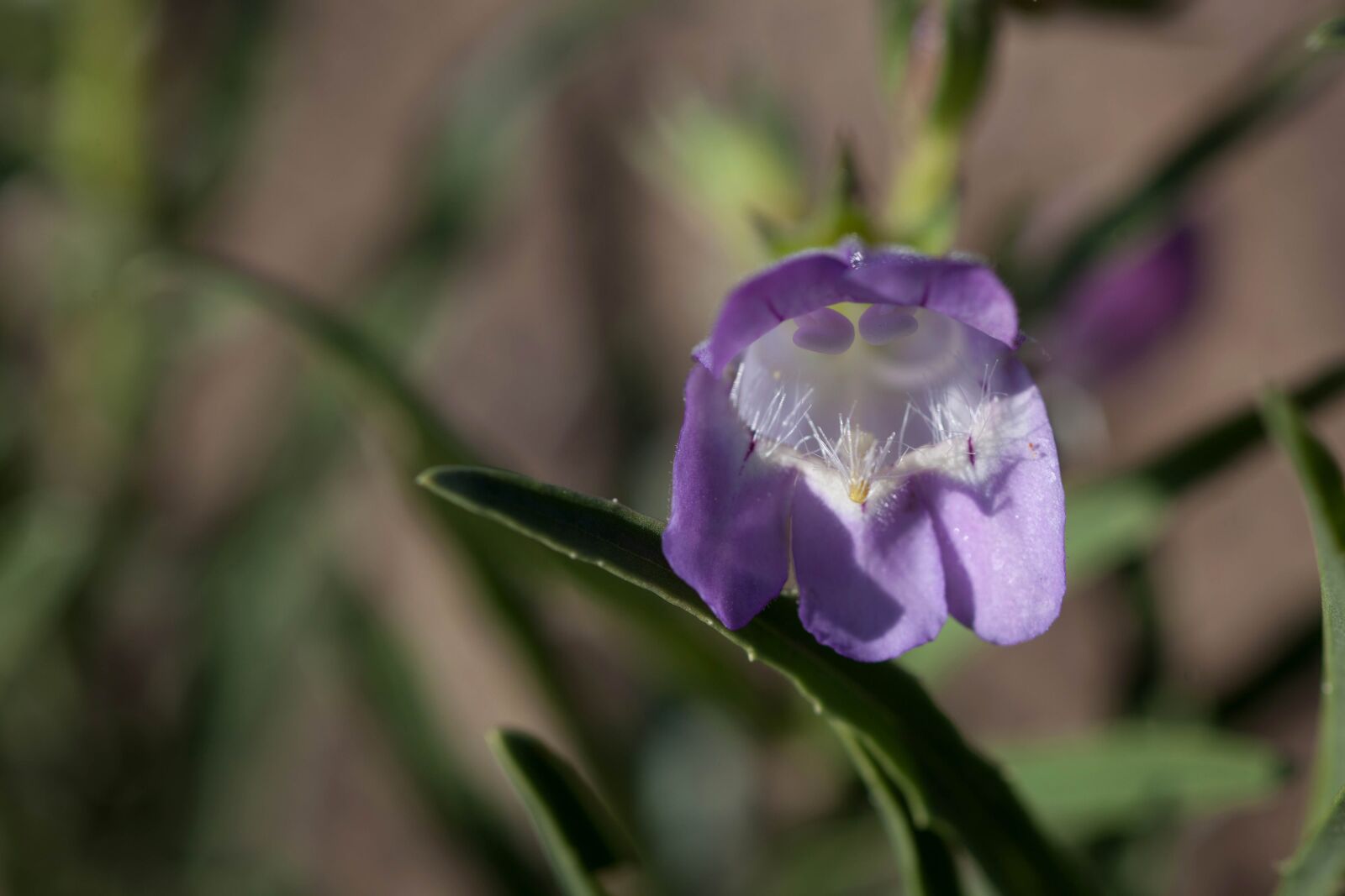 Canon EOS 5D Mark II sample photo. Up-close, purple, desert, wildflower photography
