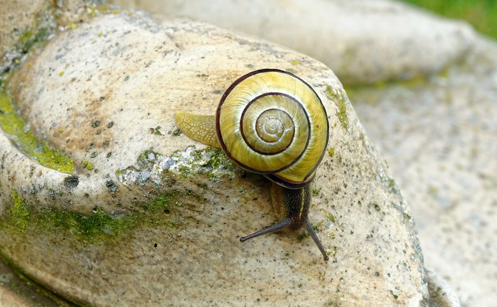 Sony Cyber-shot DSC-HX400V sample photo. Snail, shellfish, garden snail photography