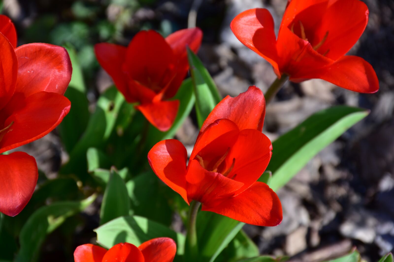 Nikon D7200 sample photo. Tulip, flower, plant photography