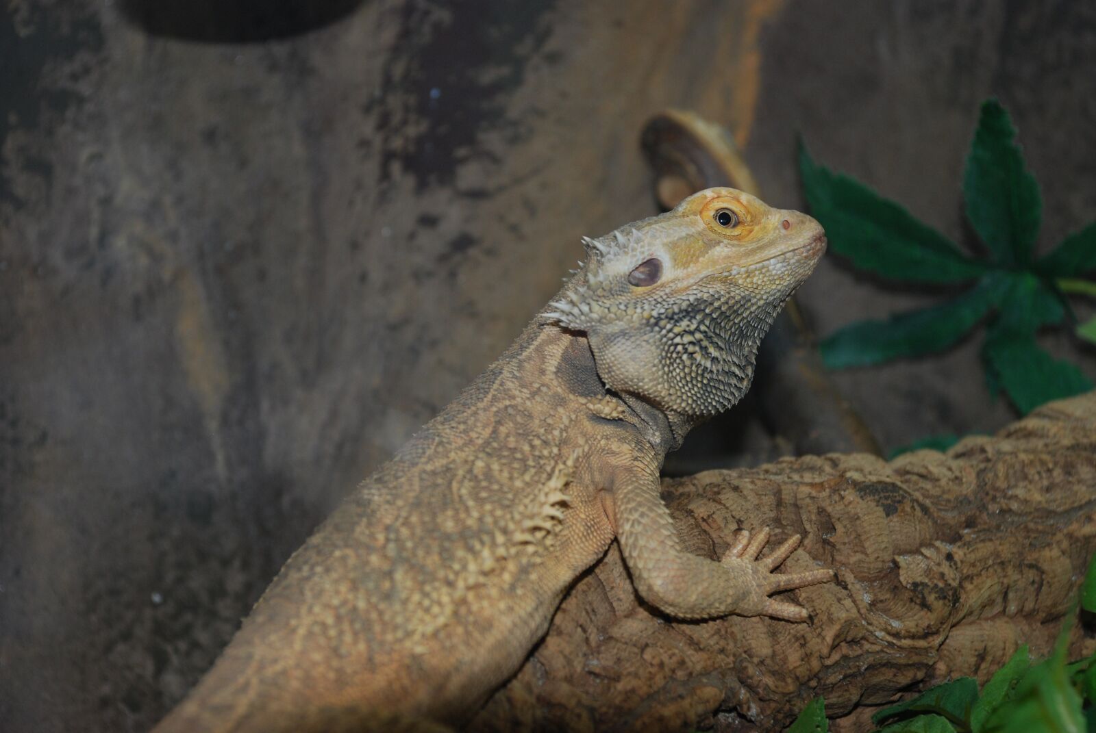 Nikon D80 sample photo. Lizard, reptile, zoo photography