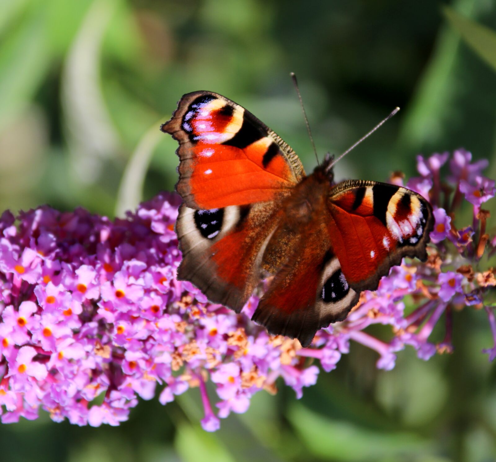 Canon EF-S 18-200mm F3.5-5.6 IS sample photo. Butterfly, buddleia, inflorescence photography
