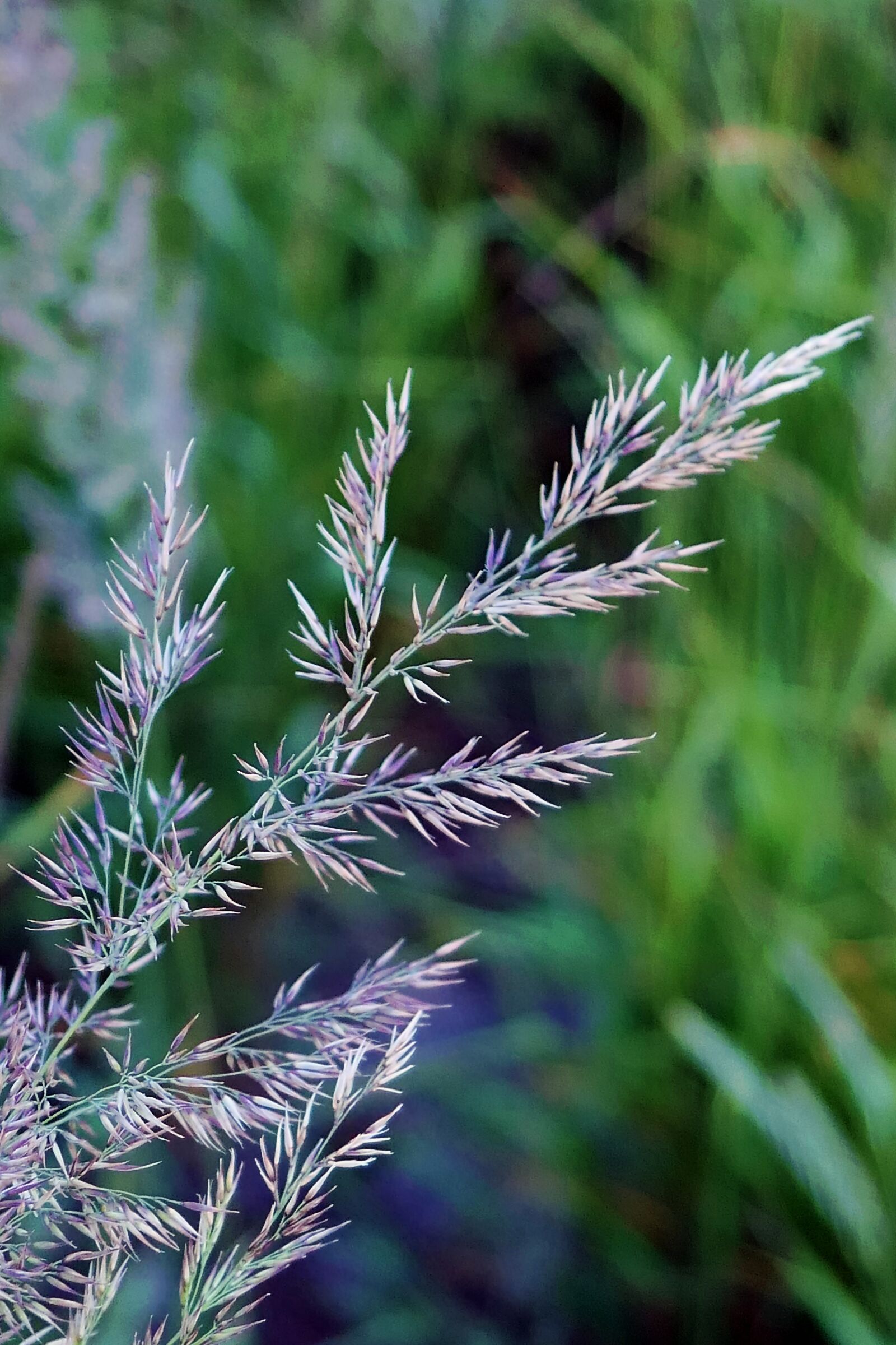 Panasonic Lumix DMC-LX10 (Lumix DMC-LX15) sample photo. Grass, dune, grasses photography