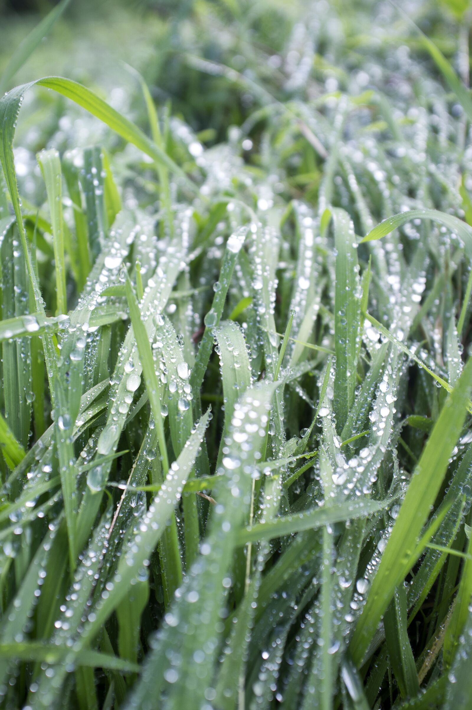 Fujifilm FinePix X100 sample photo. Grass, wet, nature photography