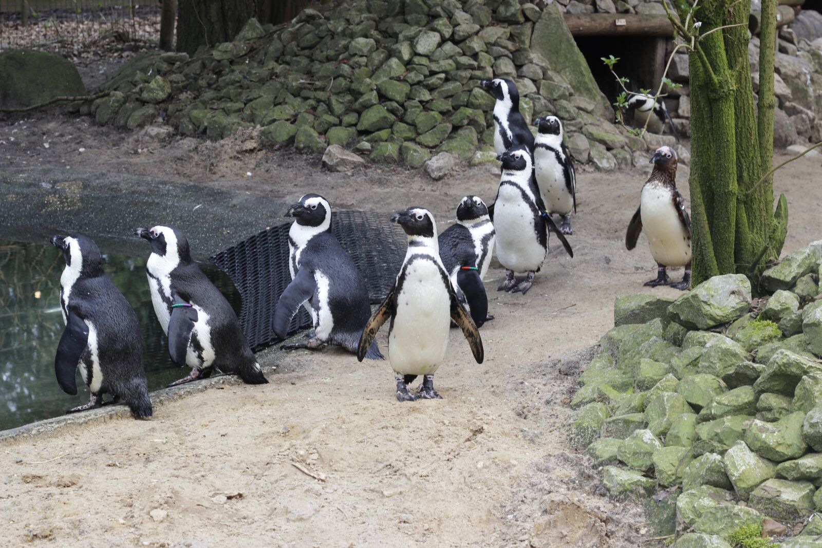 Canon EOS 600D (Rebel EOS T3i / EOS Kiss X5) + Canon EF 50mm F1.8 II sample photo. Penguin, black and white photography