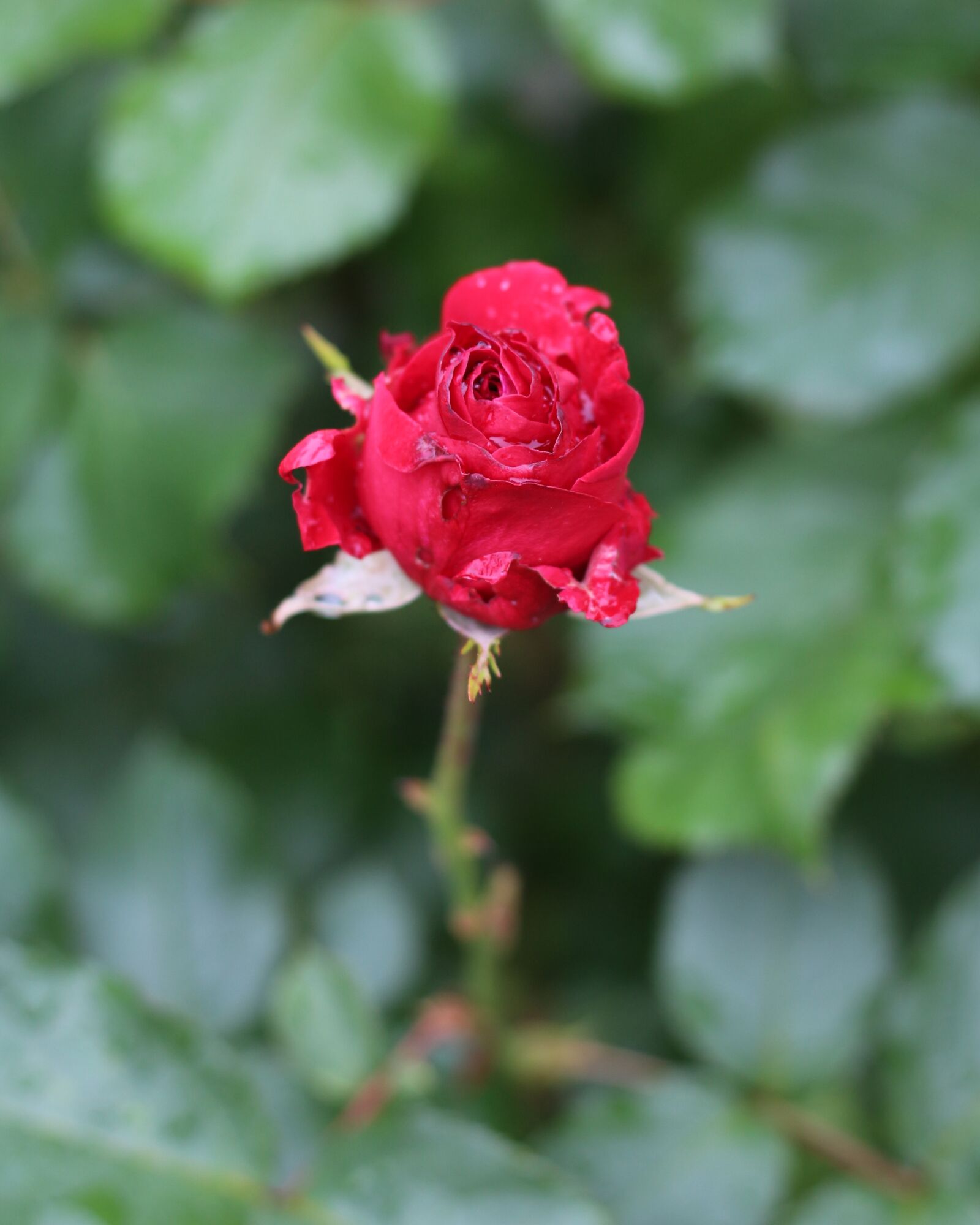 Canon EOS 700D (EOS Rebel T5i / EOS Kiss X7i) sample photo. Red, red rose, flower photography