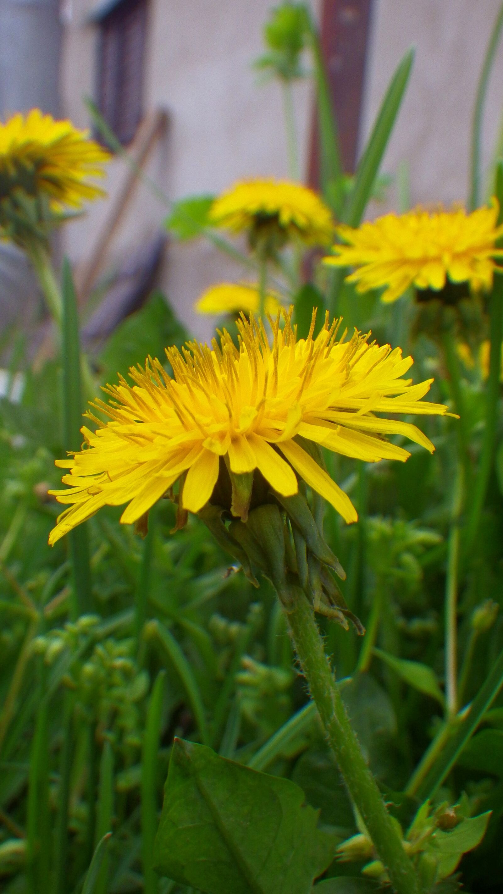 Pentax Optio WG-2 sample photo. Flower, bloom, spring photography