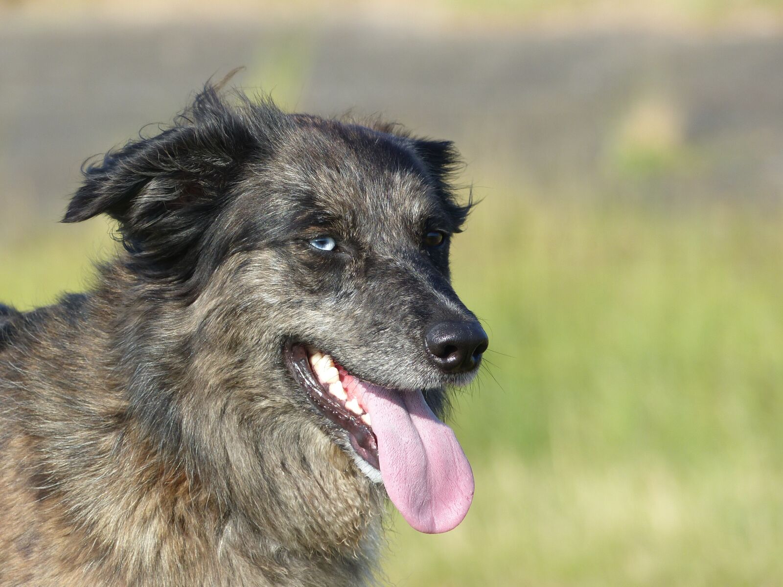 Panasonic Lumix DMC-FZ200 sample photo. Close up, dierenportret, dog photography