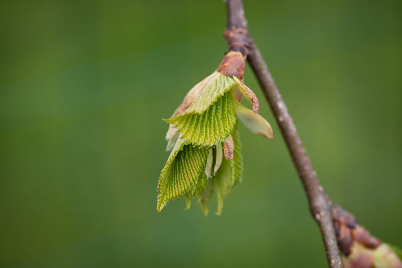 Nikon D750 sample photo. Leaves, green, branch photography
