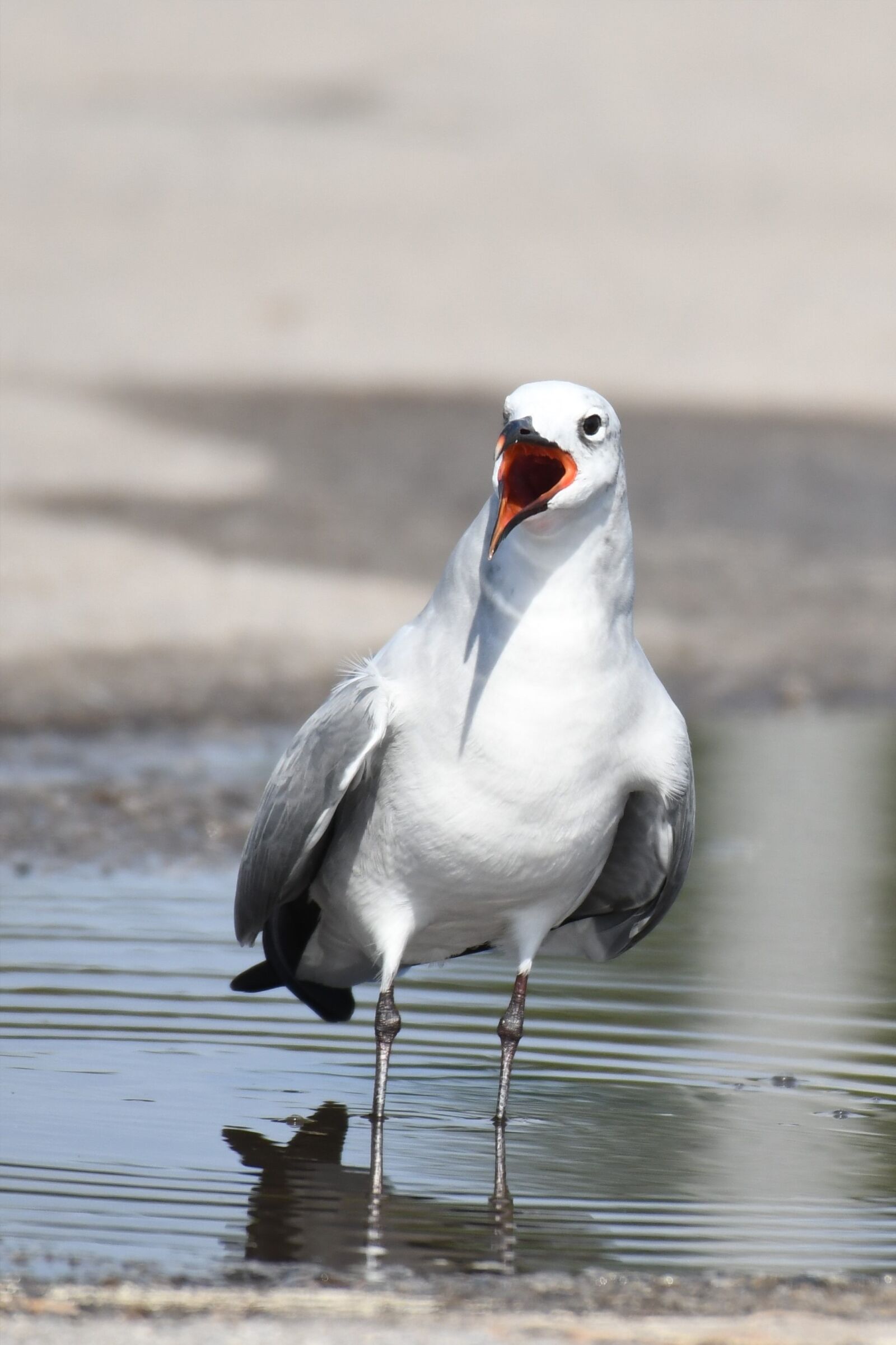 Nikon D500 sample photo. Leucophaeus atricilla, aztec gull photography