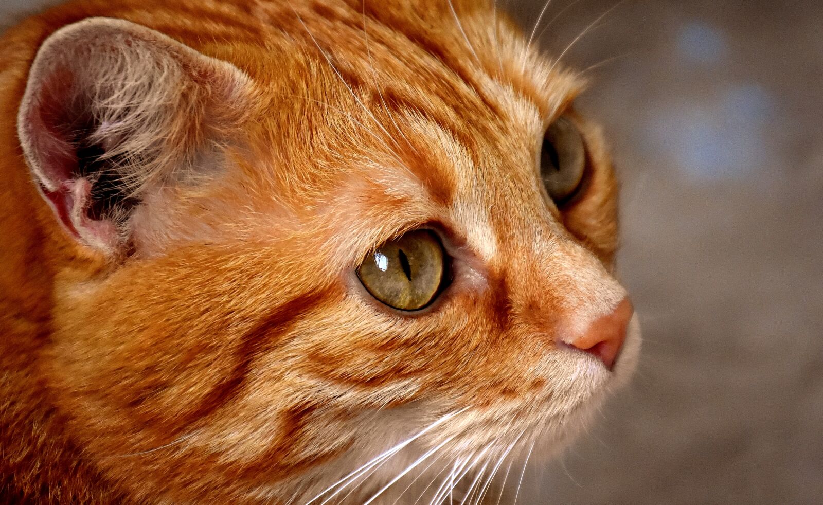 Nikon D7200 sample photo. Cat, red, cute photography