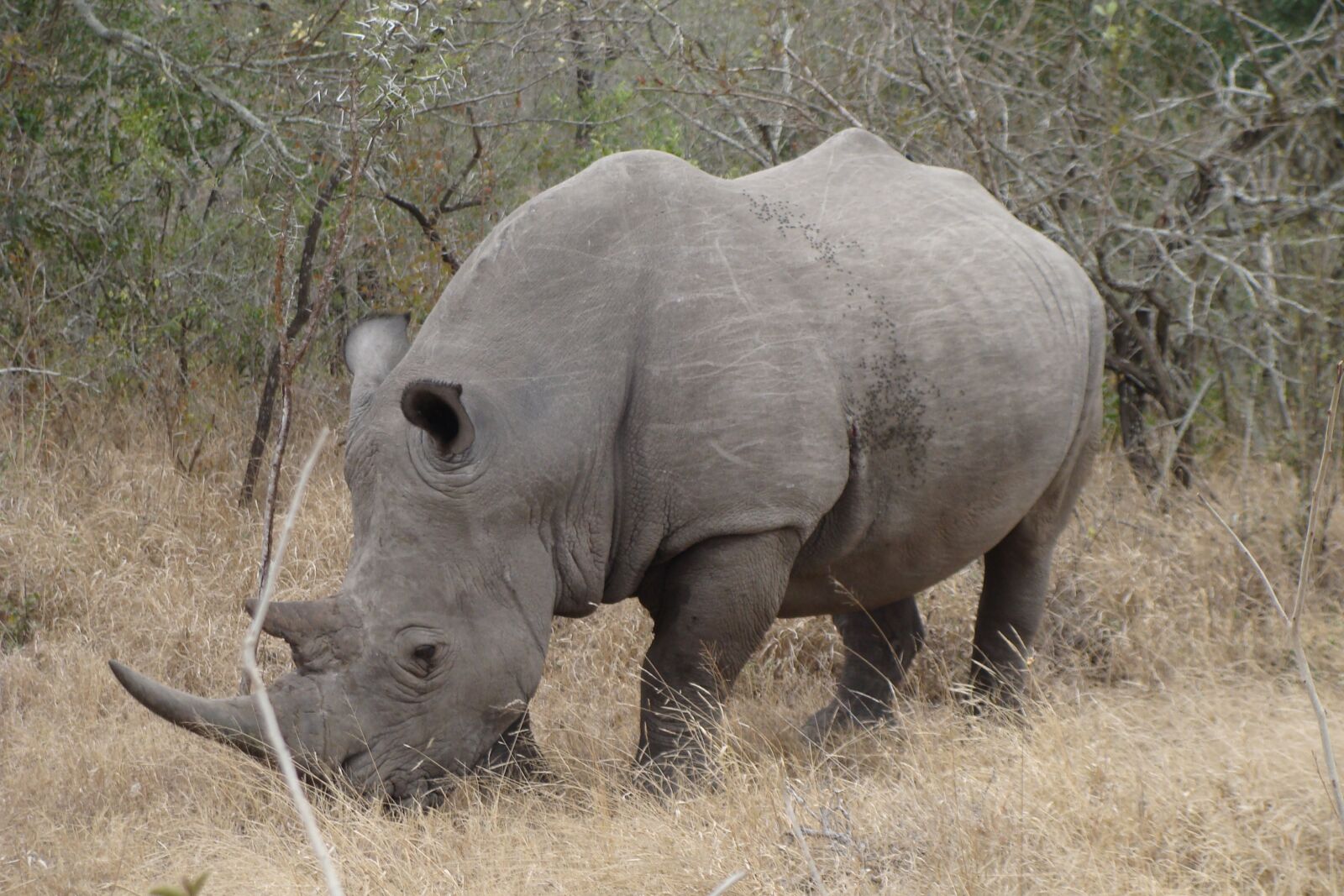 Sony DSC-H3 sample photo. Rhino, white, rhinoceros photography