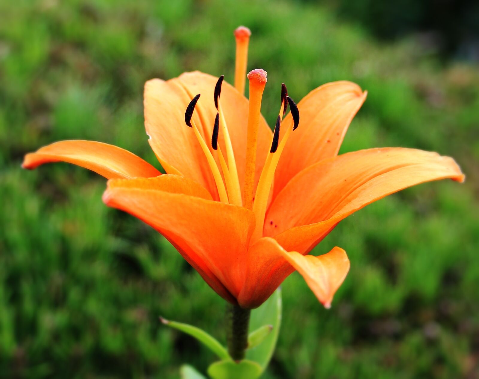 Canon EOS 550D (EOS Rebel T2i / EOS Kiss X4) sample photo. Lily, early, flower photography