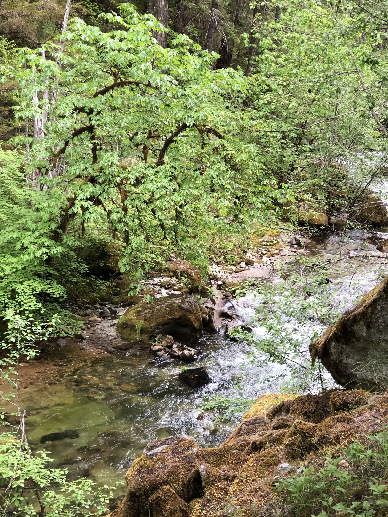 iPhone 8 Plus back dual camera 6.6mm f/2.8 sample photo. Creek, trees, stream photography