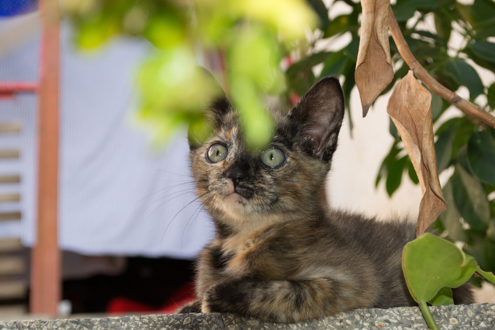 Nikon D3100 sample photo. Cat, gato, animal photography