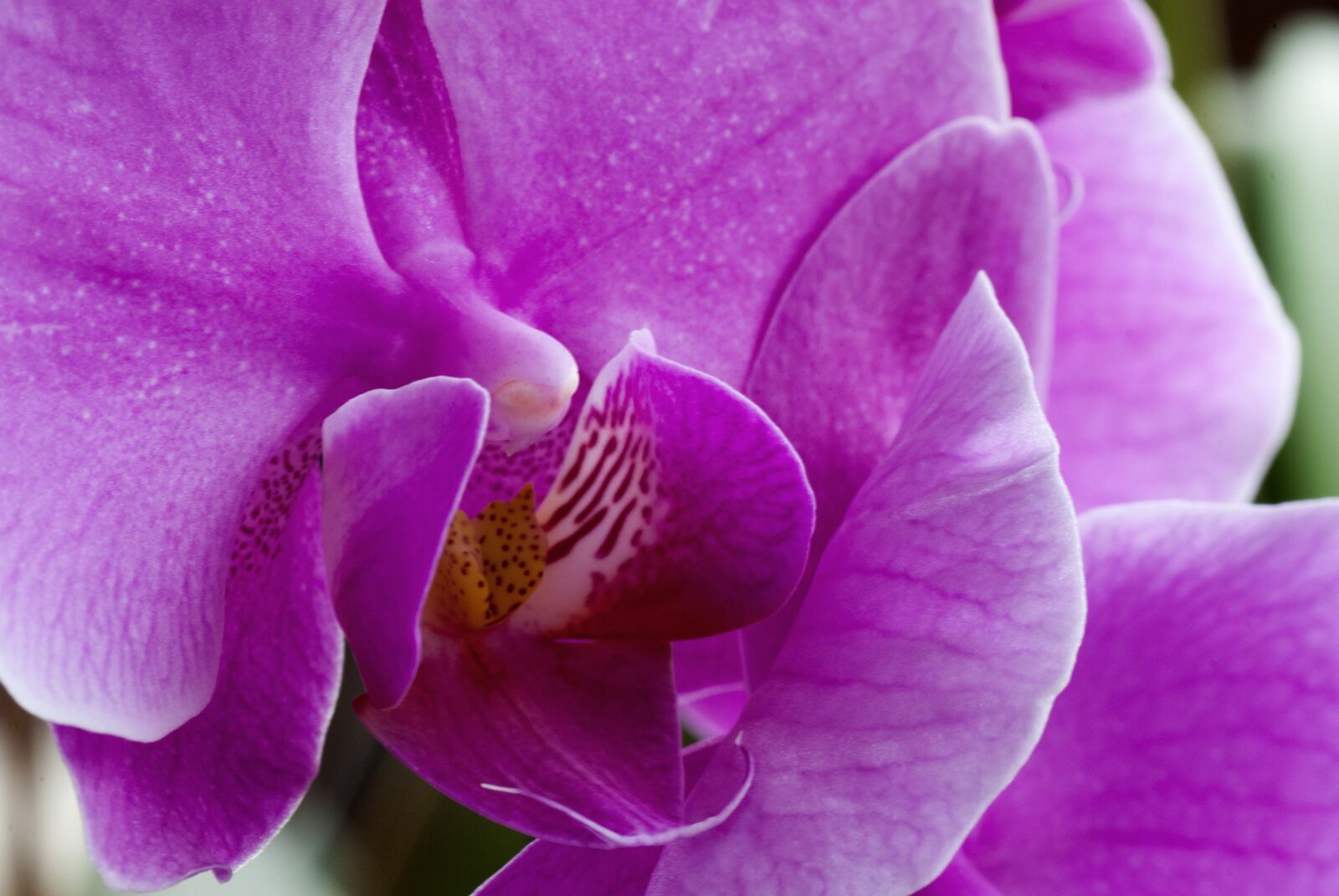 Nikon D80 sample photo. Orchid, nature, flower photography