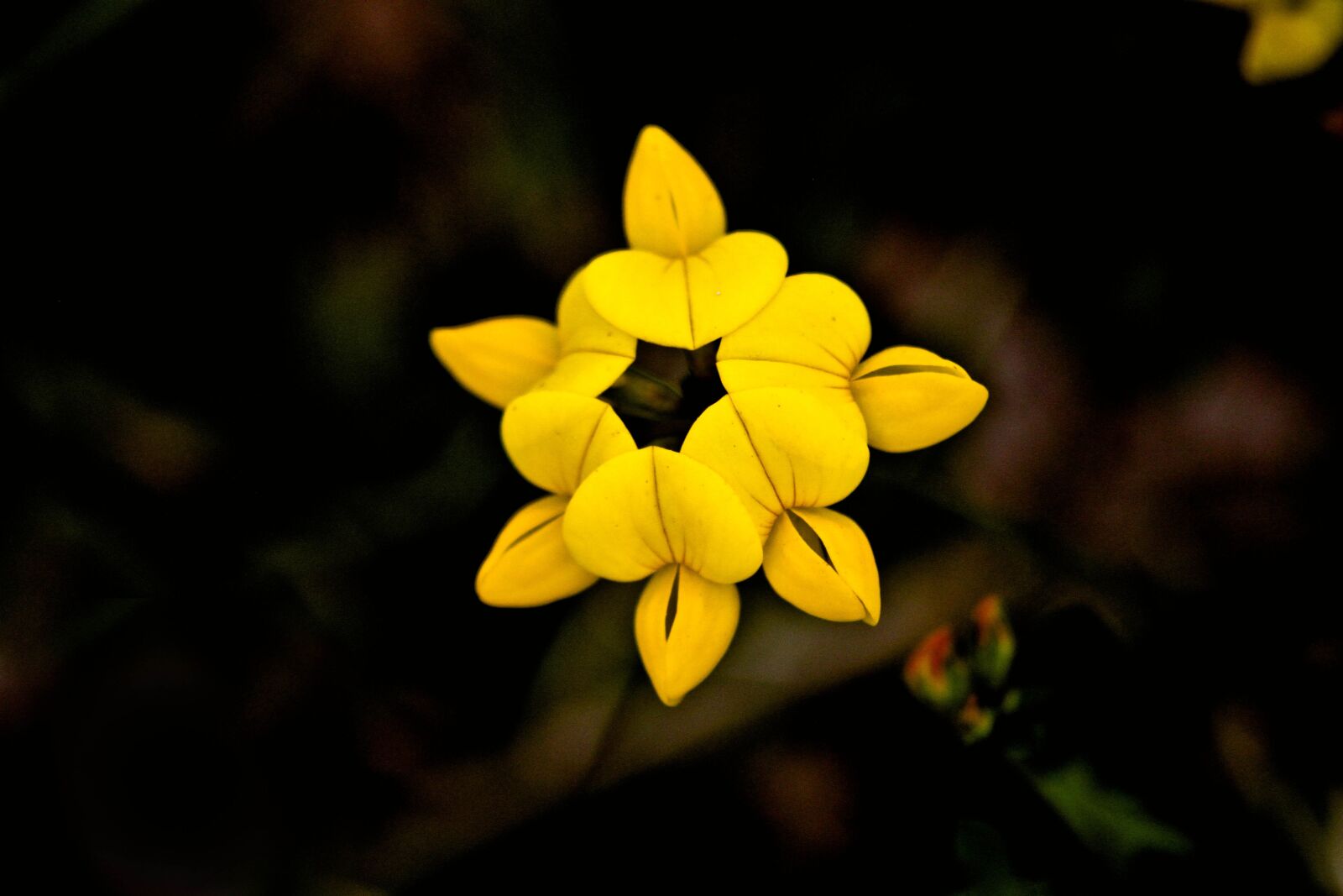 Canon EOS 7D sample photo. Flower, nature, flowers photography