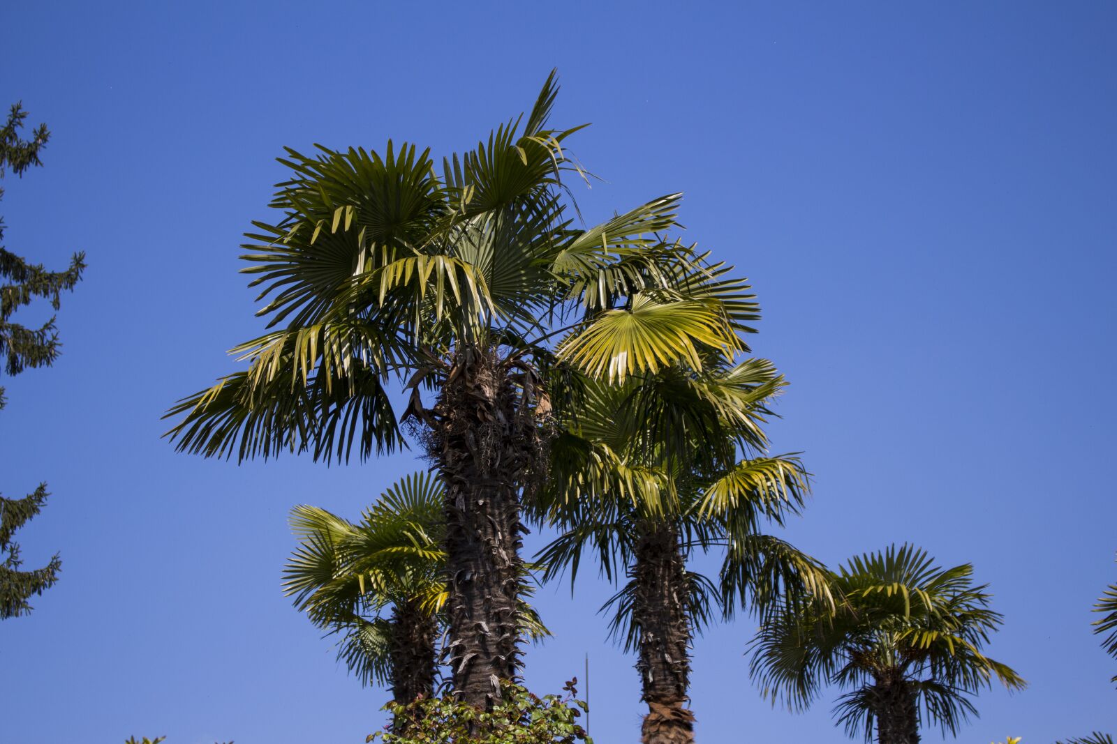 Canon EOS 700D (EOS Rebel T5i / EOS Kiss X7i) sample photo. Palm trees, sky, plant photography