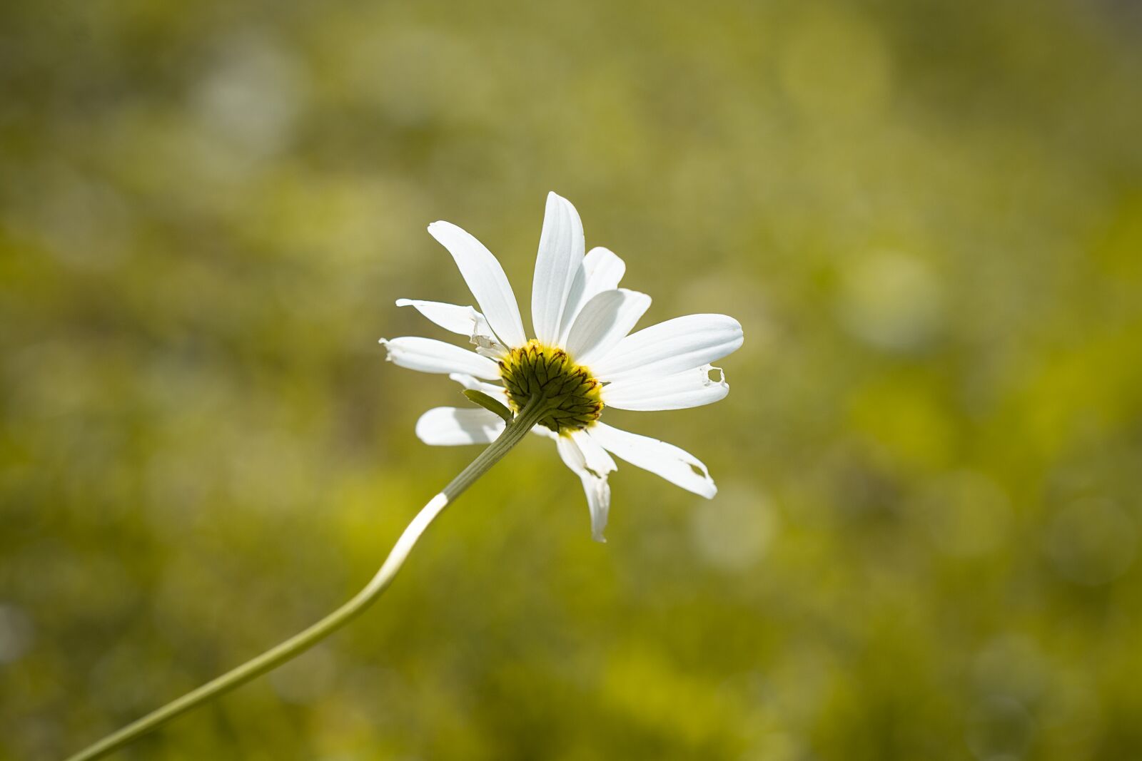 Nikon D7100 sample photo. Marguerite, white, flower photography
