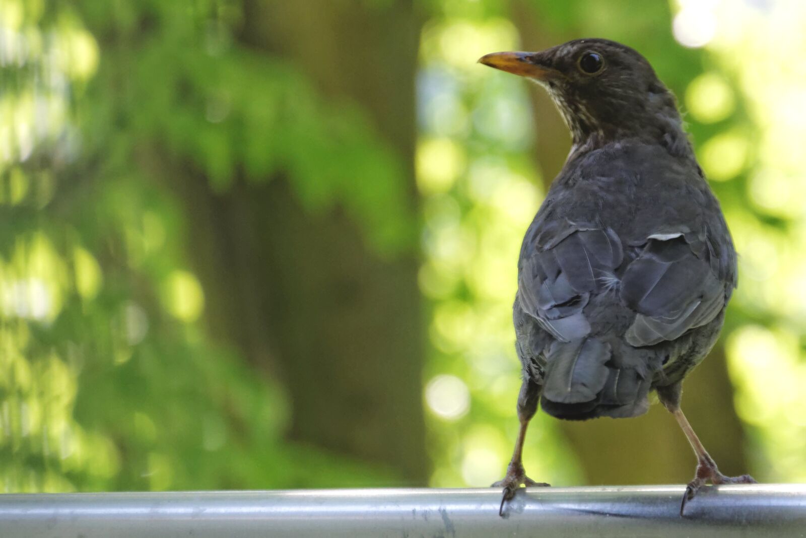 Nikon D5300 sample photo. Blackbird, vigilant, balcony photography