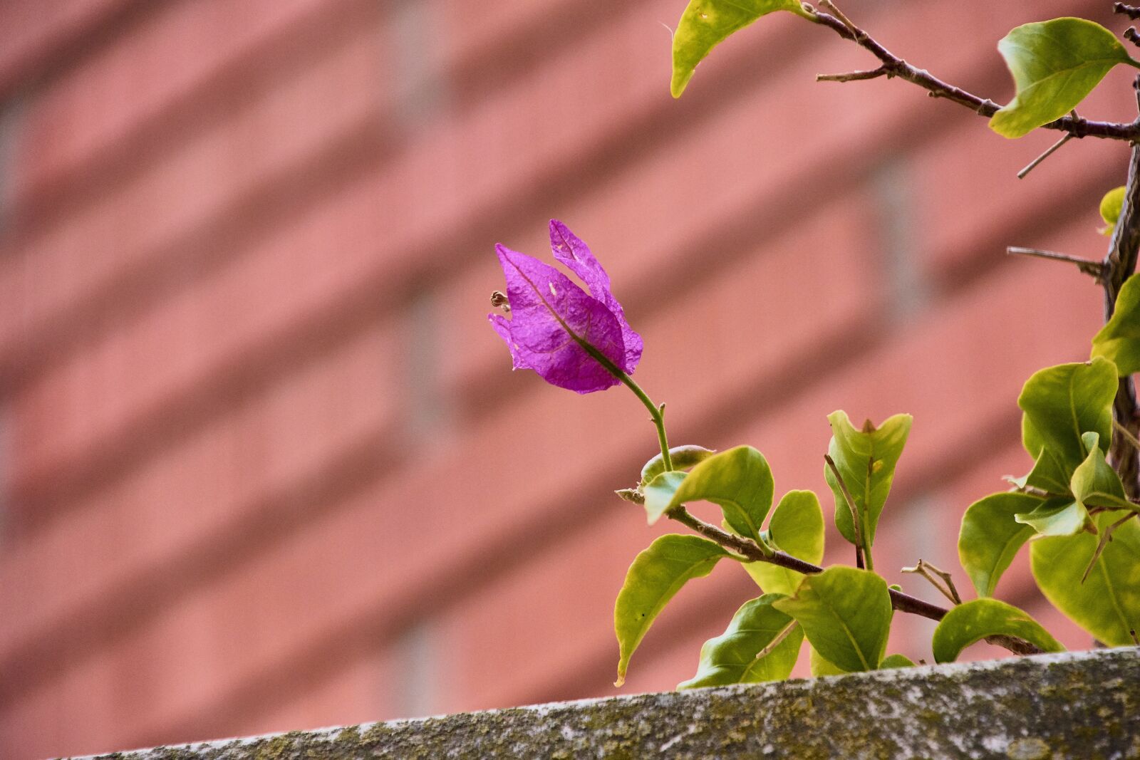 Nikon D7200 sample photo. Flowers, garden, bougainvillea photography