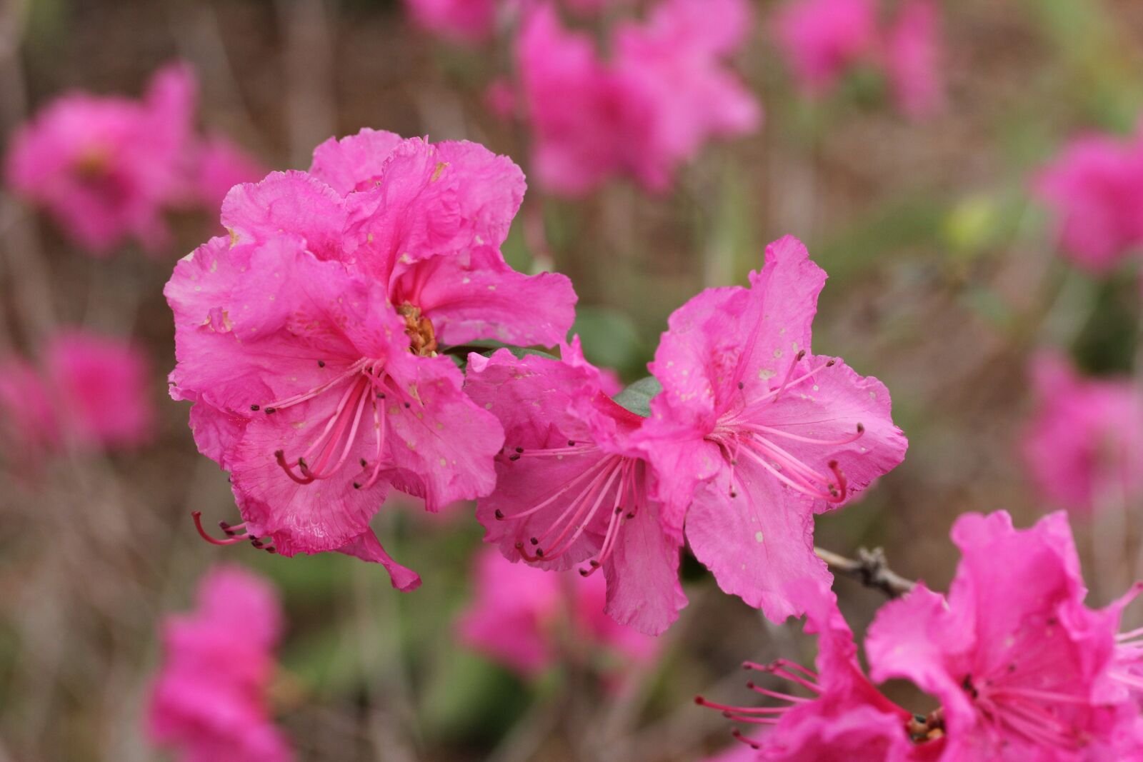 Canon EF-S 60mm F2.8 Macro USM sample photo. Azalea, pink, flowers photography