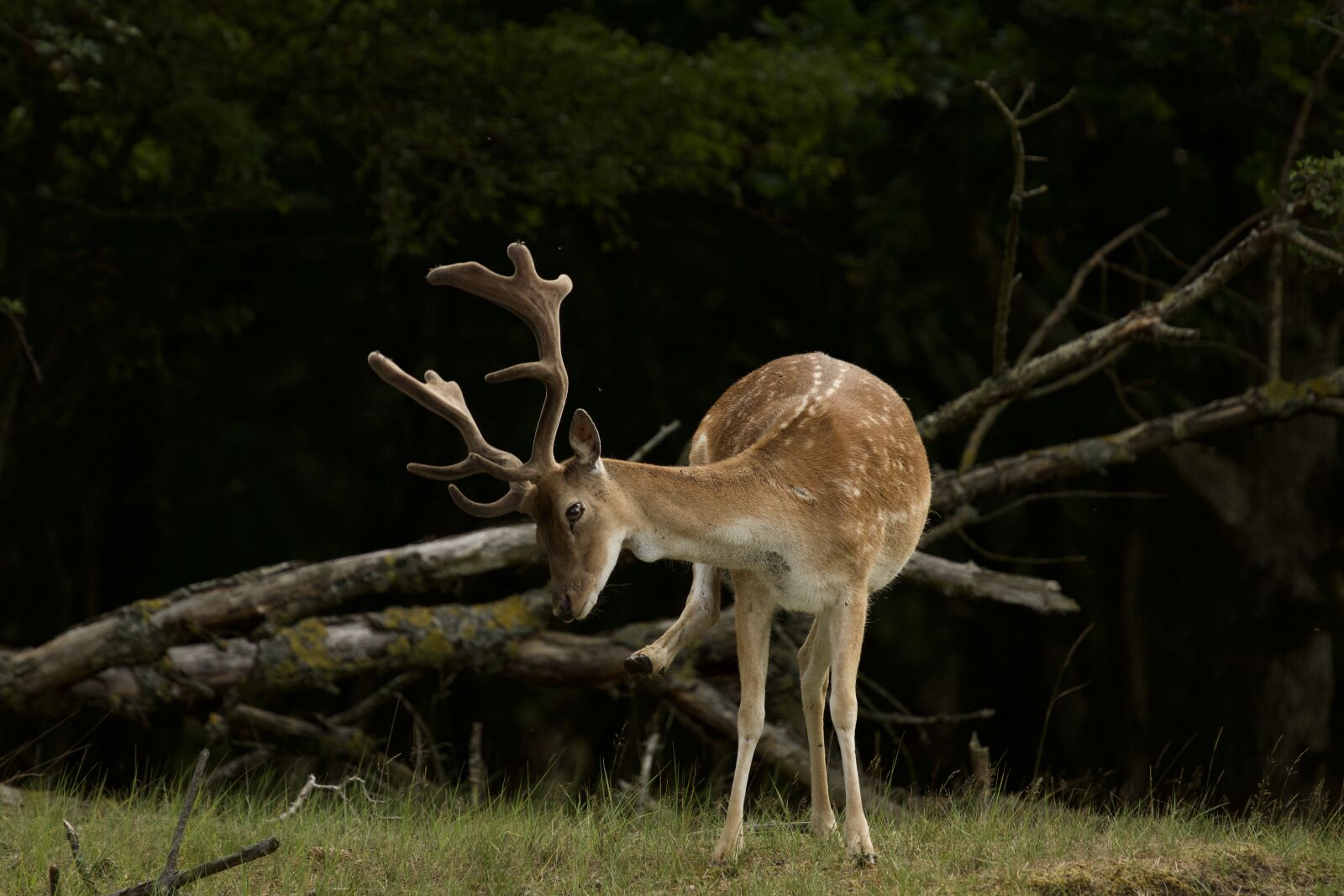 Sony 70-400mm F4-5.6 G SSM sample photo. Deer, fallow deer, animal photography