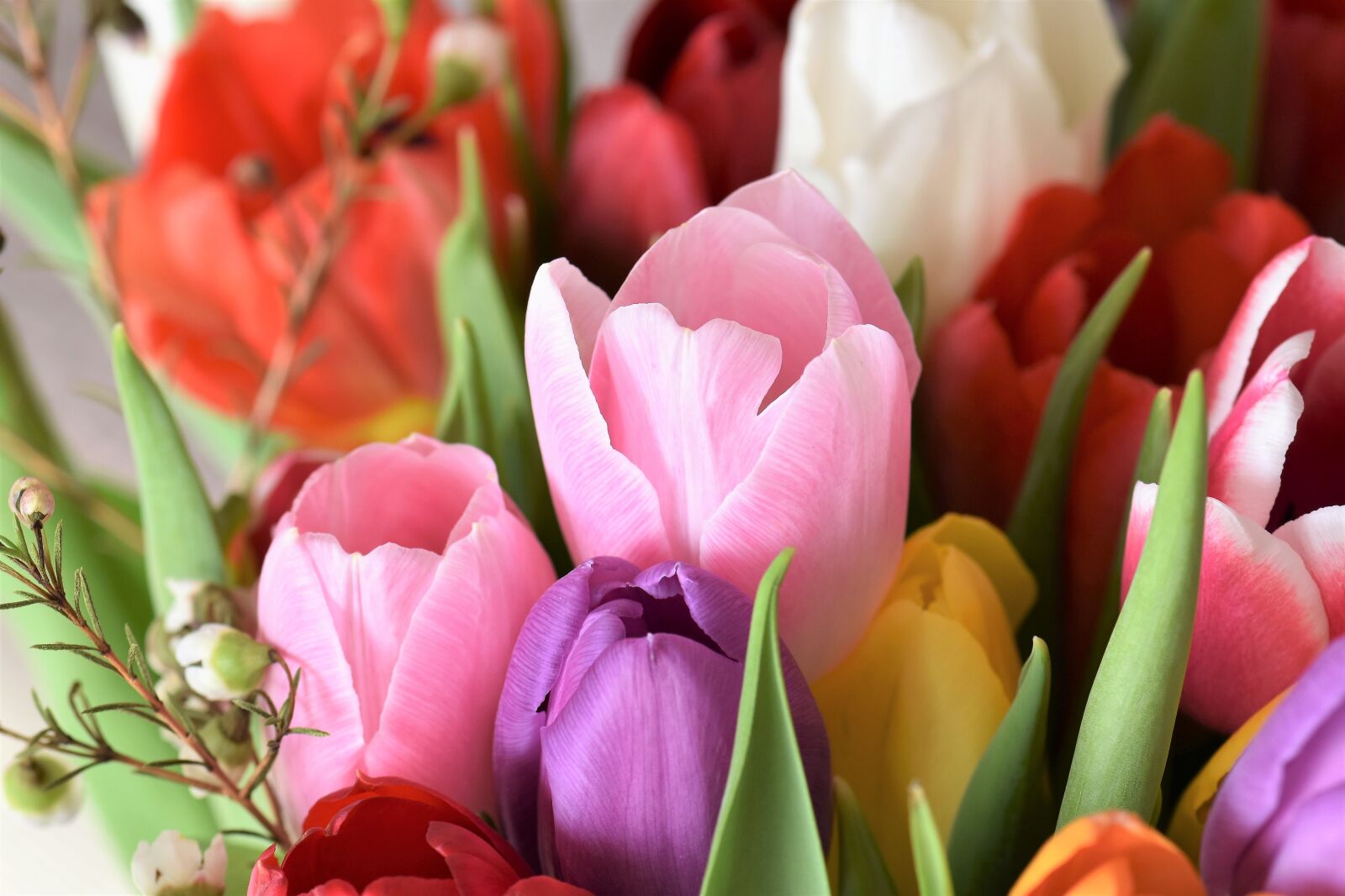 Nikon D5500 sample photo. Tulips, strauss, flowers photography