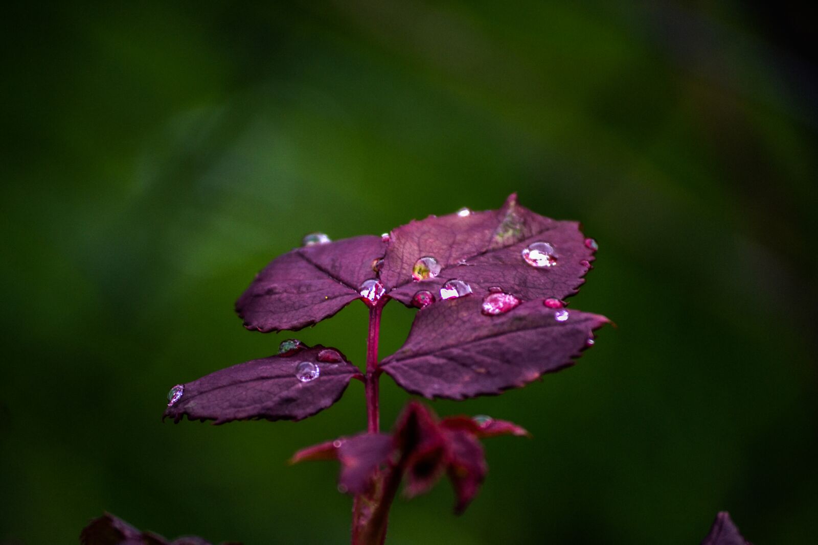 Nikon D3100 sample photo. Drop, plants, nature photography