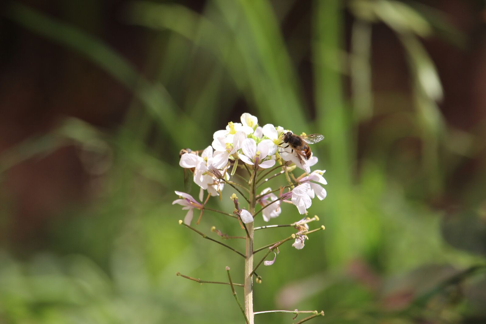 Canon EOS 700D (EOS Rebel T5i / EOS Kiss X7i) sample photo. Nature, flower, plant photography