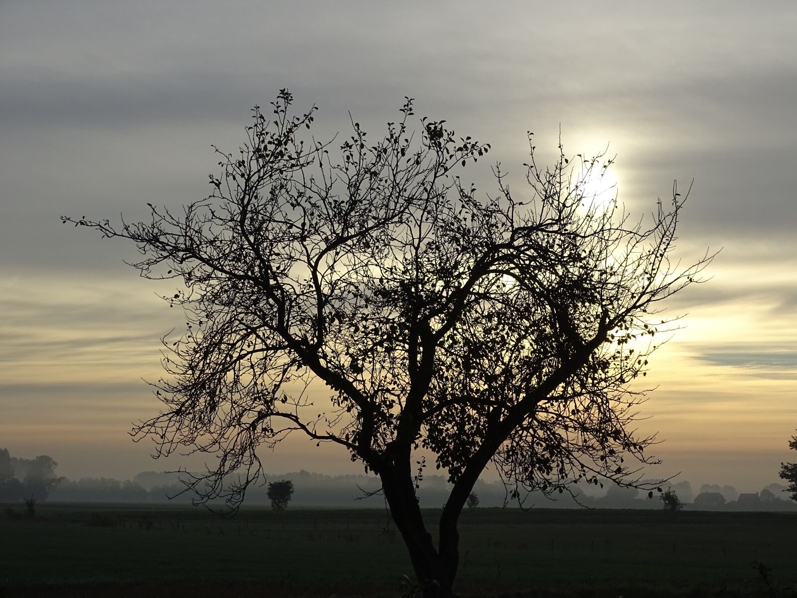 Sony Cyber-shot DSC-HX400V sample photo. Sunrise, tree, landscape photography