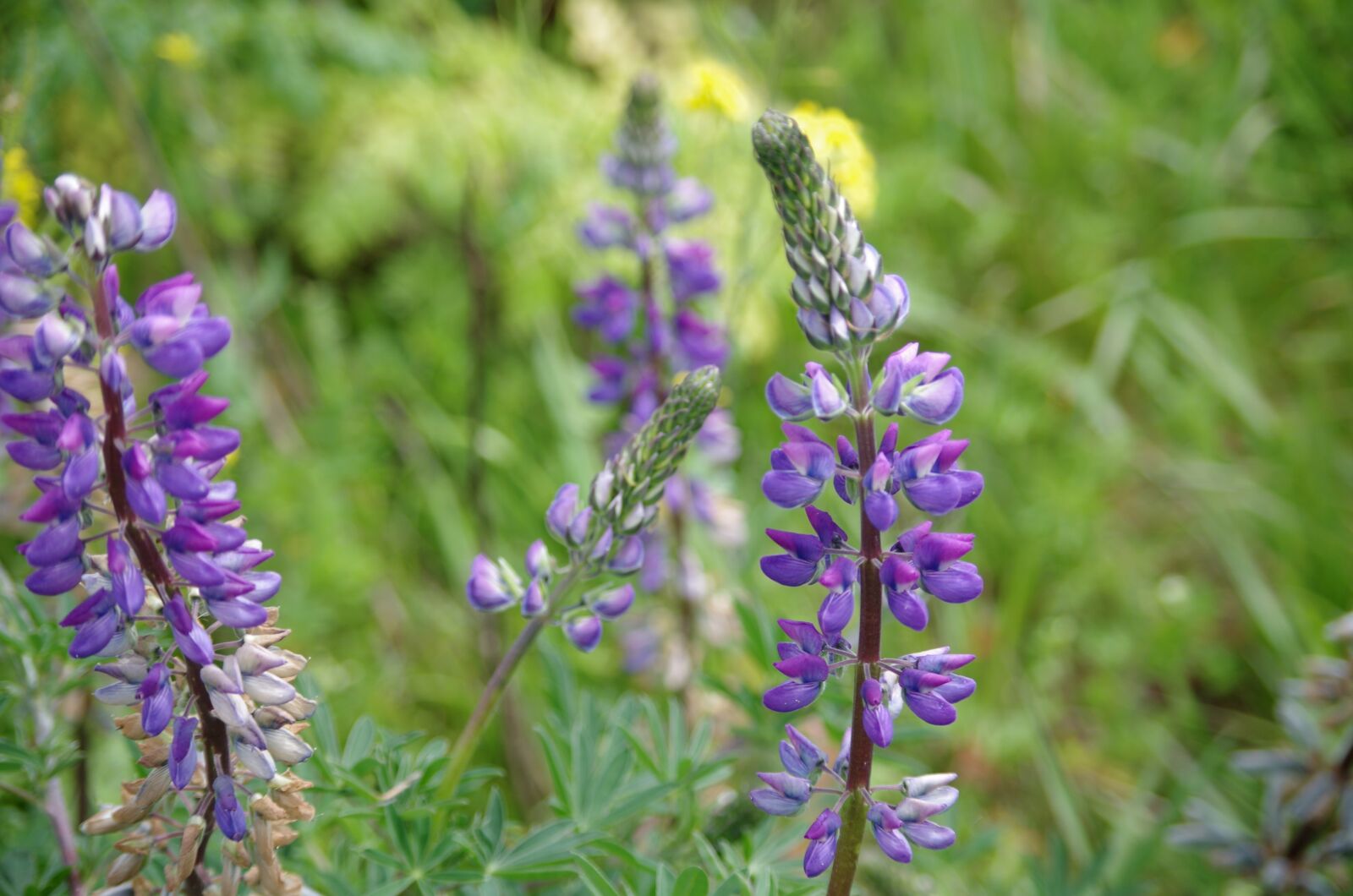 Pentax K-50 sample photo. Lupine, flower, purple photography