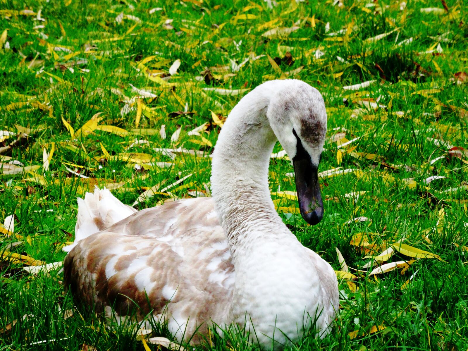 Sony Cyber-shot DSC-HX50V sample photo. Swan, young swan, cygnet photography