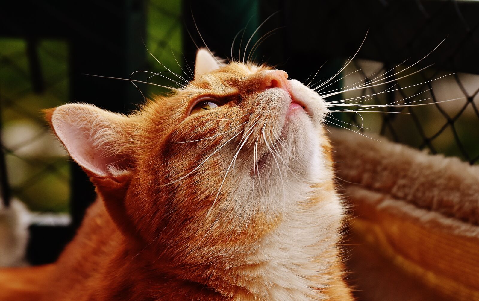 Nikon D7200 sample photo. Cat, red, cute photography